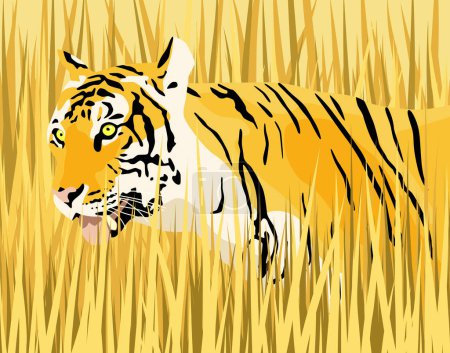 Illustration for Vector illustration of a tiger in dry grass with tiger and grass as separate elements - Royalty Free Image