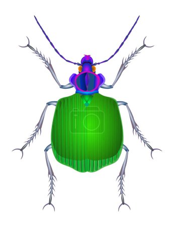 Téléchargez les illustrations : Image du scarabée du sol - illustration en couleur - en licence libre de droit
