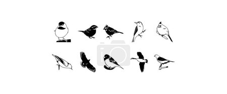 Ilustración de Aves diversas, juego de clipart vectorial - Imagen libre de derechos