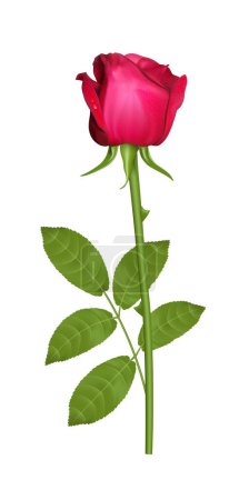 Illustration for A single red rose on a white background - Royalty Free Image