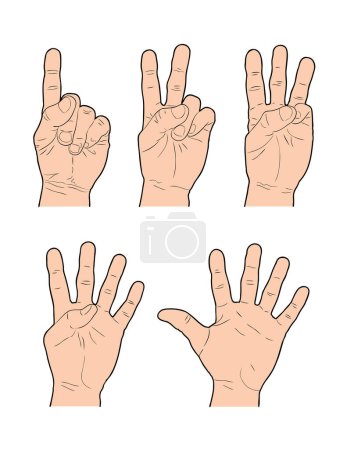 Ilustración de Manos que representan los números del 1 al 5 usando los dedos
. - Imagen libre de derechos
