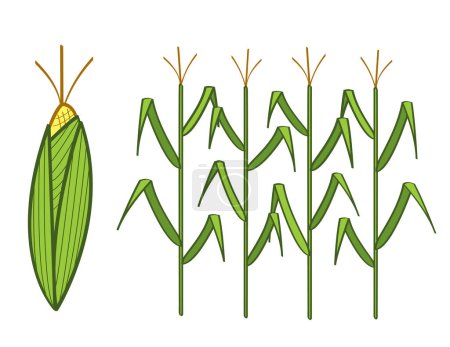 Ilustración de Conjunto de maíz verde, ilustración vectorial - Imagen libre de derechos