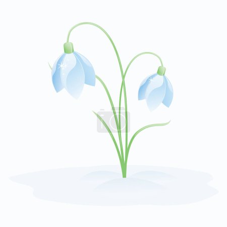 Illustration for Snowdrop flowers in a flat design. - Royalty Free Image
