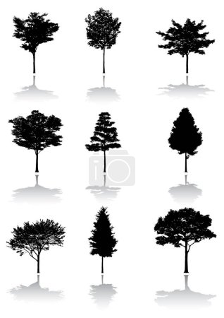 Illustration for Vector illustration of trees set collection - Royalty Free Image