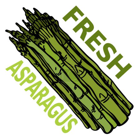 Illustration for Asparagus with a branch. fresh asparagus in the style of sketch. vector illustration - Royalty Free Image