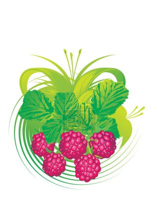 Illustration for Raspberry organic vector illustration for your design - Royalty Free Image