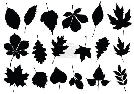 Téléchargez les illustrations : Ensemble de feuilles noires sur fond blanc - en licence libre de droit