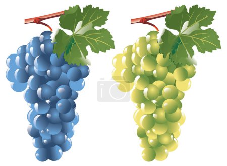 Téléchargez les illustrations : Illustration vectorielle de raisins à feuilles - en licence libre de droit