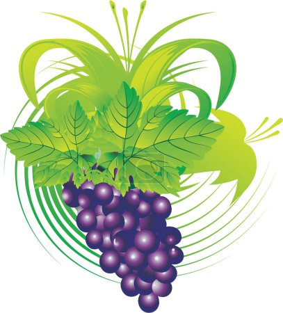 Téléchargez les illustrations : Illustration vectorielle. raisins sur fond blanc - en licence libre de droit