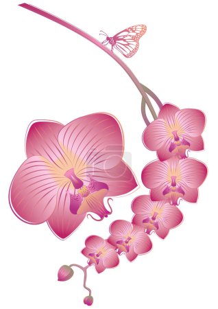 Ilustración de Flores de orquídea rosa sobre el fondo blanco - Imagen libre de derechos