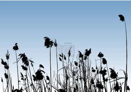 Illustration for Silhouette of the grass over the sky background, vector illustration simple design - Royalty Free Image
