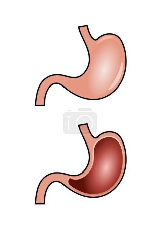 Illustration for Stomach vector icon design - Royalty Free Image