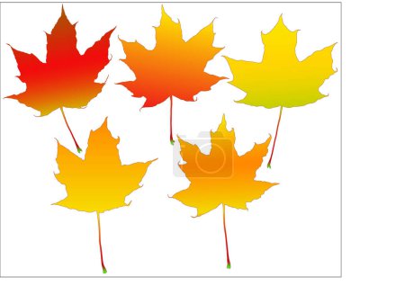Ilustración de Conjunto de hojas de arce de colores - Imagen libre de derechos