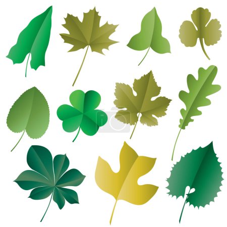 Illustration for Vector set green leaves - Royalty Free Image