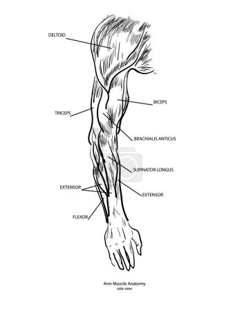 Téléchargez les illustrations : Croquis de l'anatomie musculaire du bras - en licence libre de droit