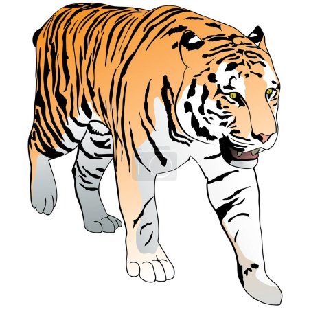 Illustration for Vector illustration of a tiger. - Royalty Free Image
