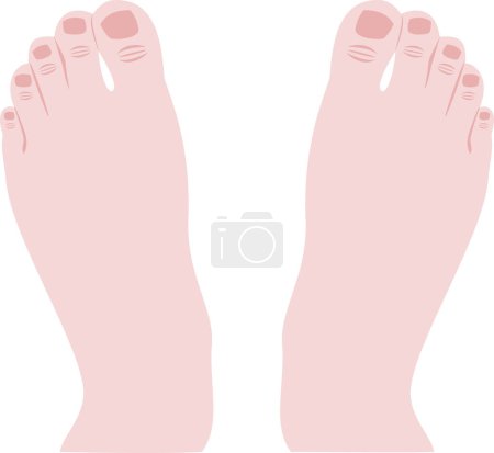 Illustration for Female feet isolated on white background - Royalty Free Image