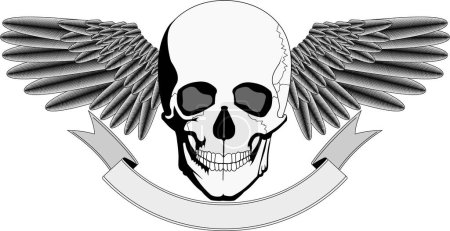 Illustration for Skull and wings vector illustration - Royalty Free Image