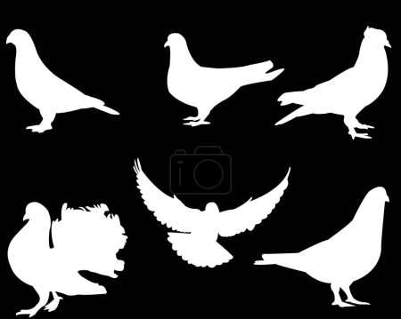 Téléchargez les illustrations : Silhouettes blanches d'oiseaux, isolées sur fond noir, illustration vectorielle - en licence libre de droit