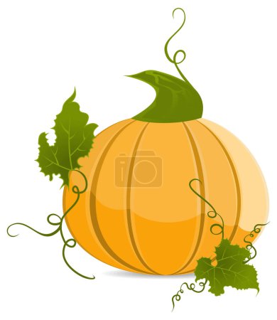 Illustration for Pumpkin with green leaves on a white background - Royalty Free Image