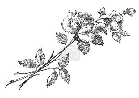 Ilustración de Boceto de tinta negra con rosas - Imagen libre de derechos