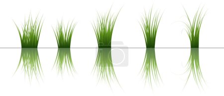 Illustration for Grass with water drops. vector. - Royalty Free Image