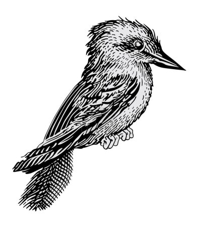 Téléchargez les illustrations : Oiseau à longue queue. vecteur noir et blanc gravé illustration - en licence libre de droit