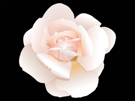 Téléchargez les illustrations : Roses blanches sur fond noir isolé. illustration vectorielle - en licence libre de droit