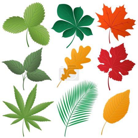 Ilustración de Ilustración vectorial. Conjunto de hojas de otoño
. - Imagen libre de derechos