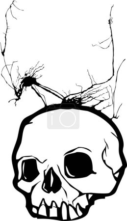 Téléchargez les illustrations : Crâne vecteur avec os - en licence libre de droit