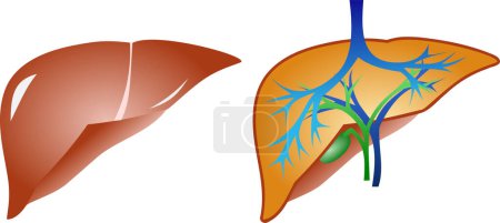 Illustration for Liver icon, cartoon style - Royalty Free Image