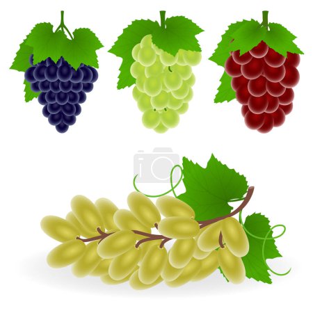 Téléchargez les illustrations : Jeu de raisins, feuilles, illustration vectorielle. - en licence libre de droit