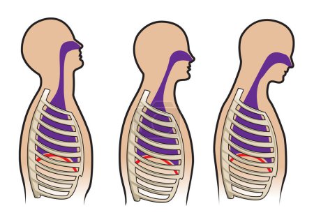 Illustration for Human respitory system and breathing diagram in vector - Royalty Free Image