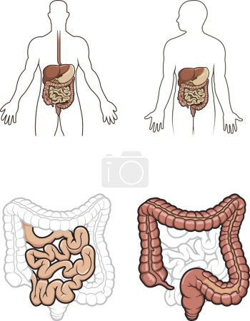Ilustración de Diargrama que muestra el sistema digestivo humano en el vector - Imagen libre de derechos