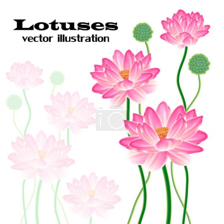 Illustration for Pink lotus flowers vector illustration - Royalty Free Image
