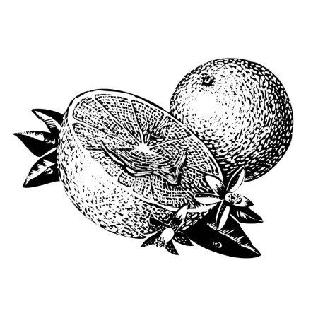 Téléchargez les illustrations : Croquis de citrons sur blanc - en licence libre de droit