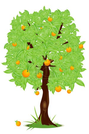 Illustration for Orange tree on white background - Royalty Free Image