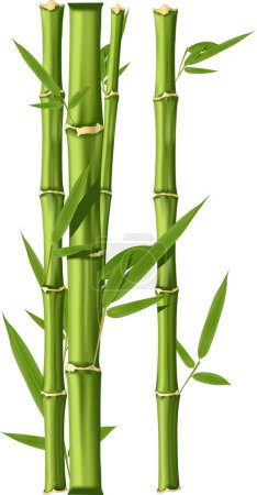 liście bambusa izolowane na białym tle 