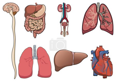Illustration for Set of human organs in vector - Royalty Free Image