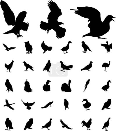 Ilustración de Siluetas vectoriales de aves voladoras sobre un fondo blanco - Imagen libre de derechos