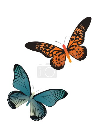 Illustration for Color butterflies, isolated on white background - Royalty Free Image