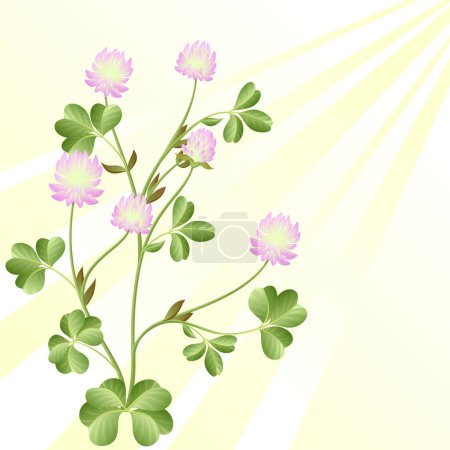 Téléchargez les illustrations : Fleurs de trèfle dans un style vectoriel - en licence libre de droit