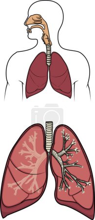 Illustration for Diagram of a human respitory system in vector - Royalty Free Image