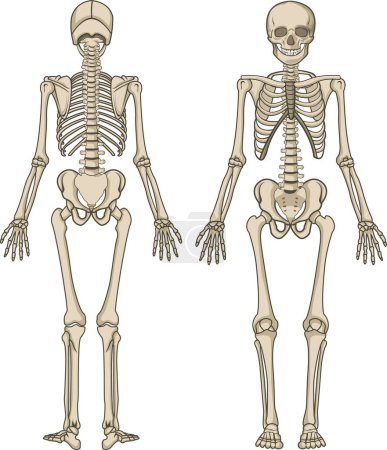 Illustration for Human Skeleton Vector illustration - Royalty Free Image