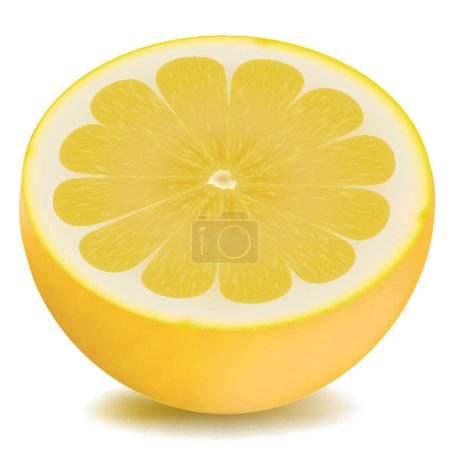 Illustration for Vector illustration. lemon slice. - Royalty Free Image