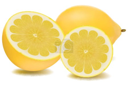 Téléchargez les illustrations : Illustration vectorielle de citron sur fond blanc - en licence libre de droit