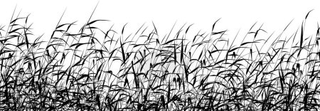 Illustration for Vector illustration of grass on white background - Royalty Free Image