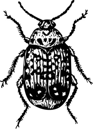 Téléchargez les illustrations : Illustration vectorielle en noir et blanc du scarabée - en licence libre de droit