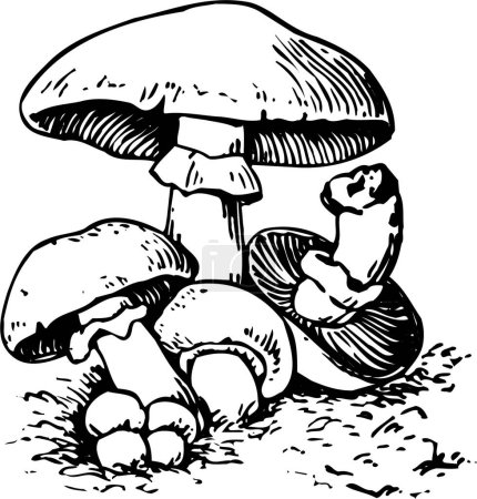 Illustration for Mushrooms on white background. - Royalty Free Image
