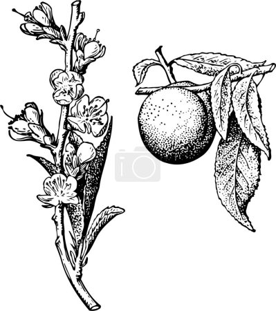 Ilustración de Ilustración vectorial de un árbol con flores y hojas - Imagen libre de derechos